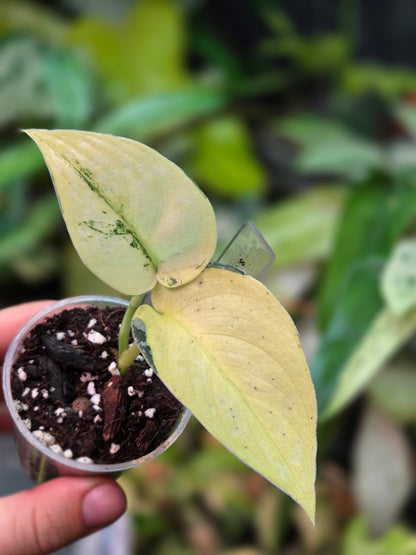 Scindapsus Mayari
