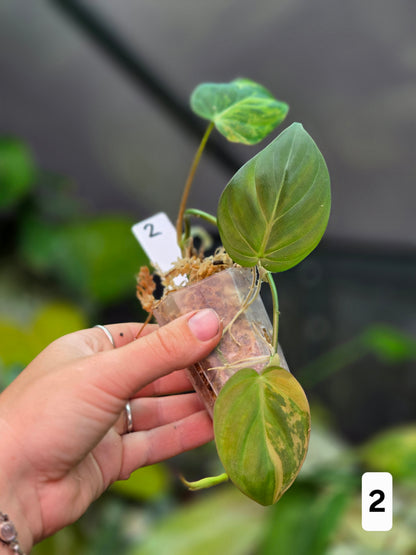 Philodendron Micans Variegata