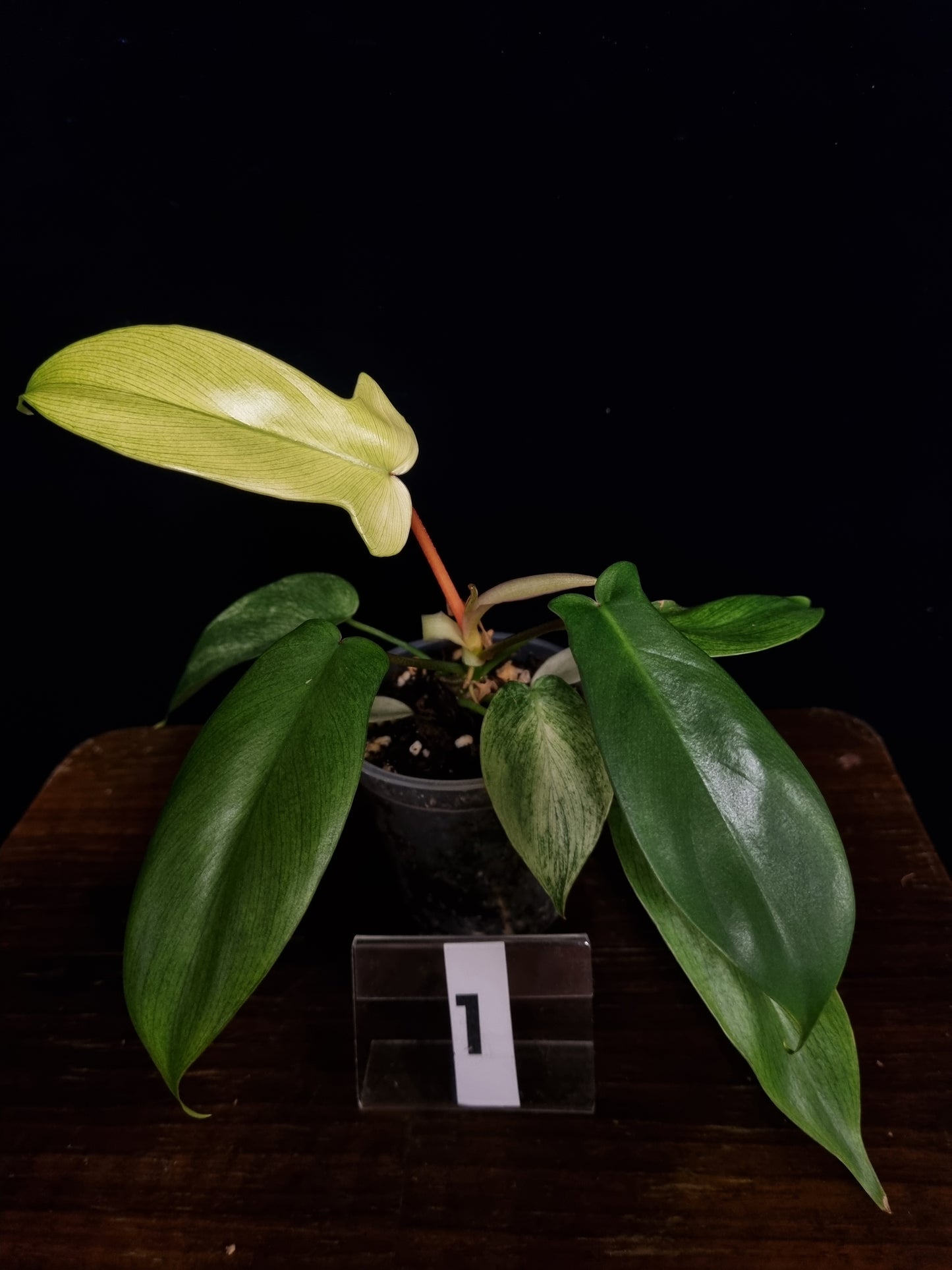 Philodendron Florida Ghost Small