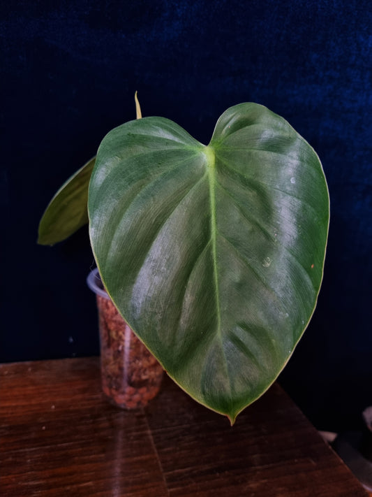 Philodendron Nangaritense x Werneri