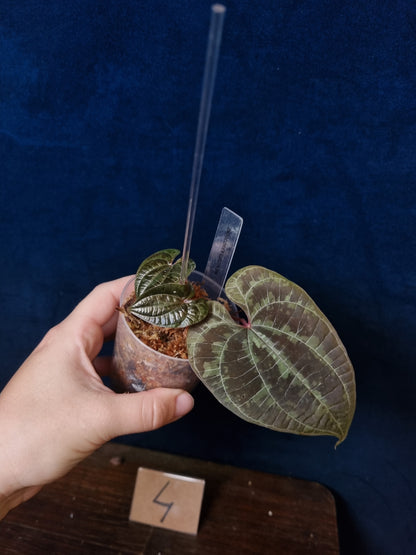 Dioscorea Discolor Medium