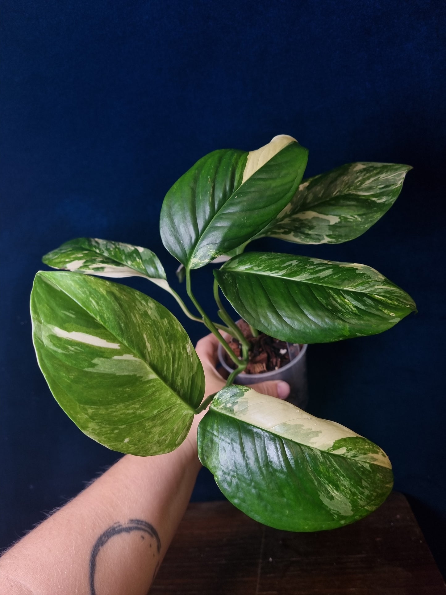 Monstera Lechleriana Variegata
