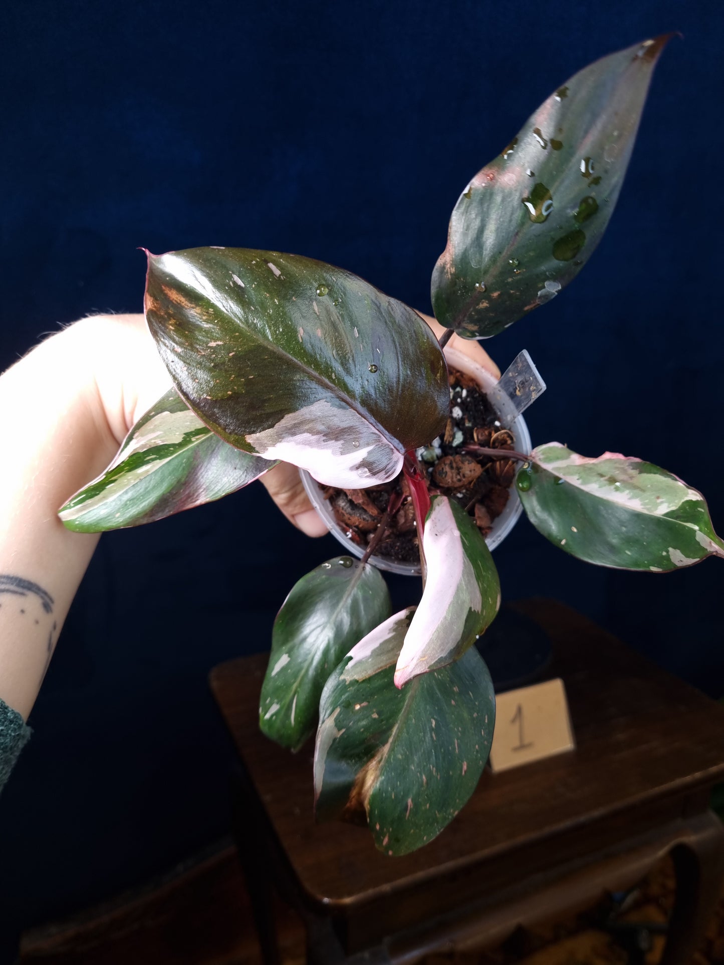 Philodendron Red Anderson