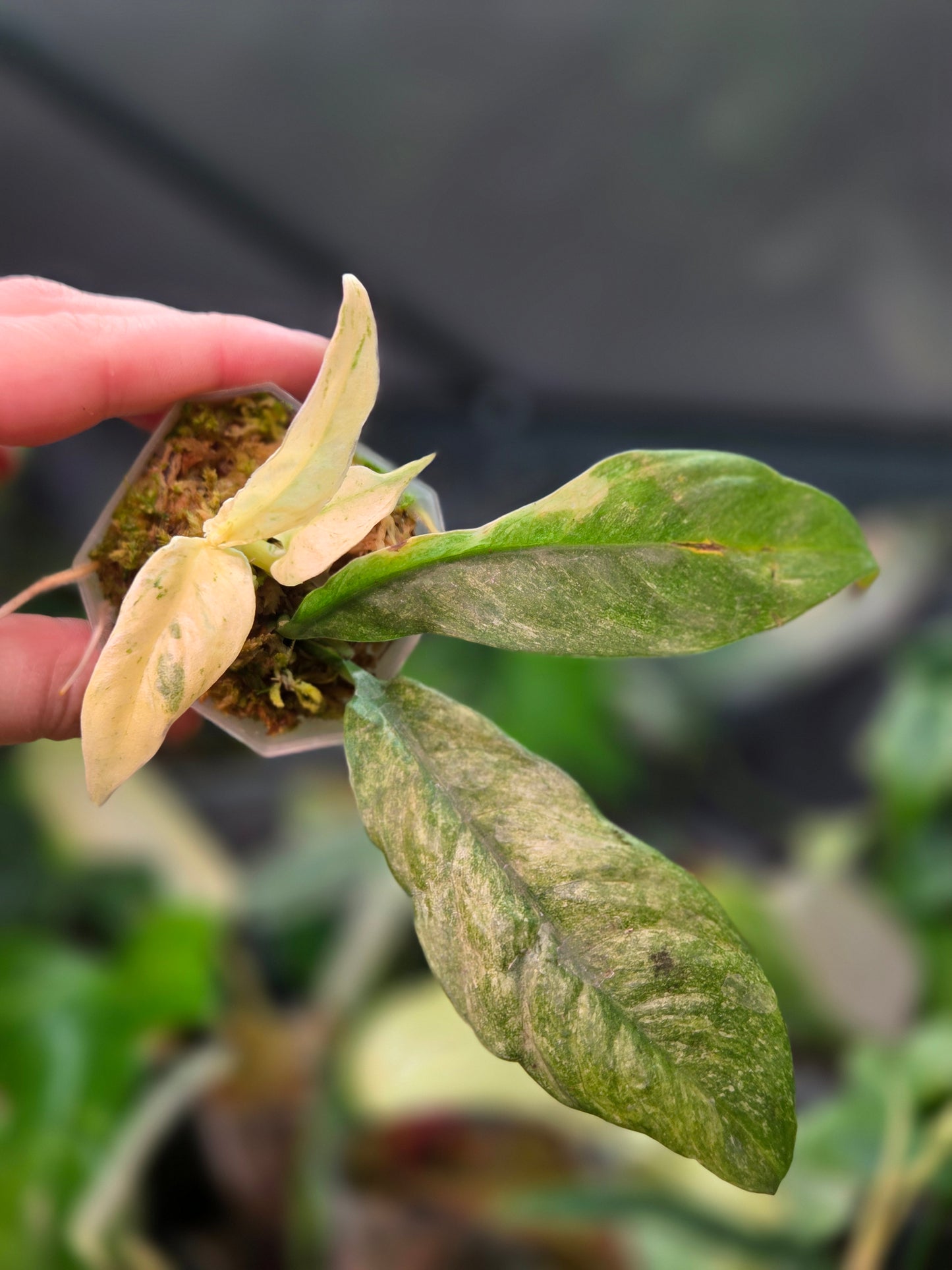 Rhaphidophora Puberula Variegata