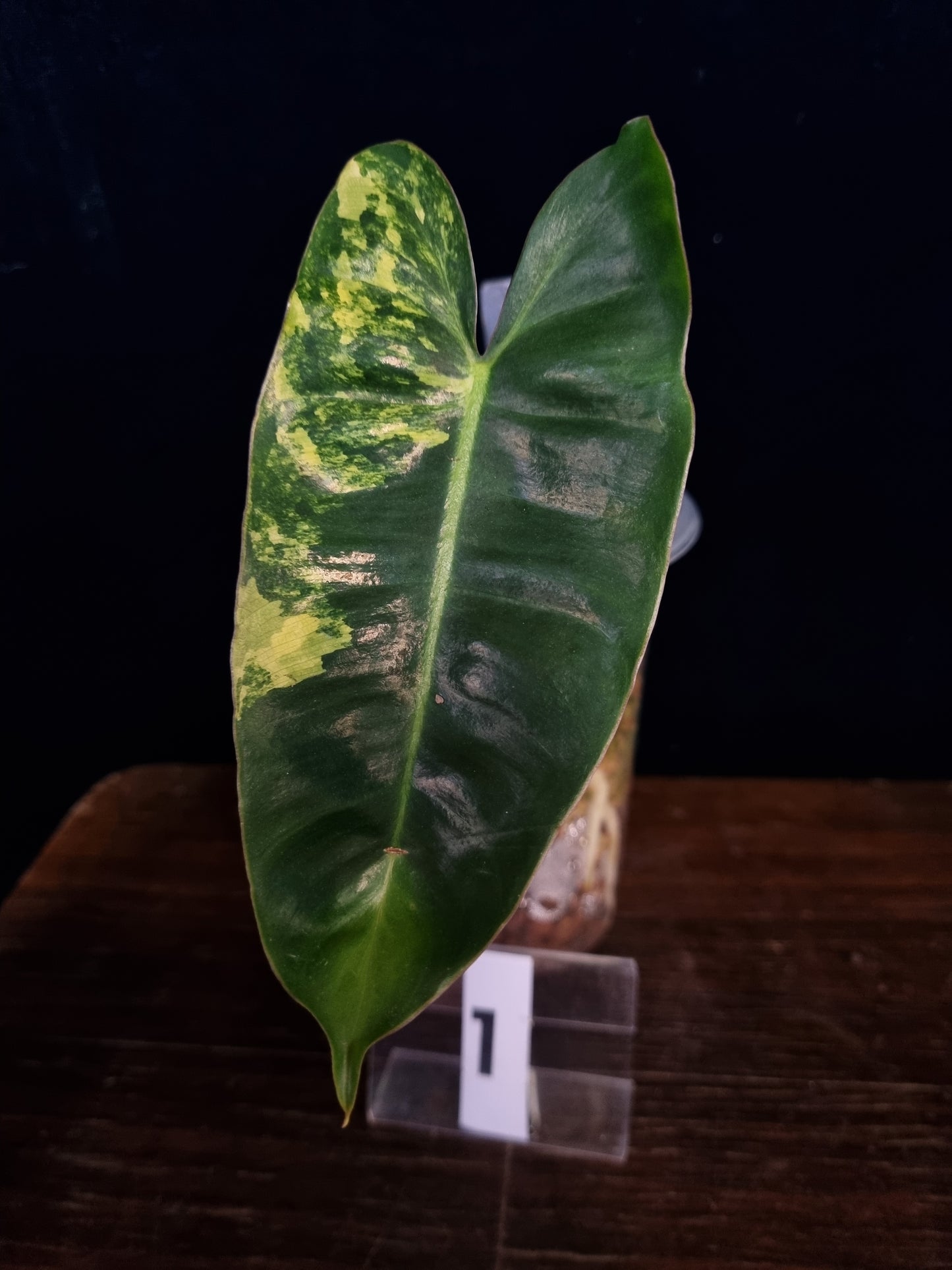 Philodendron Burle Marx Variegata