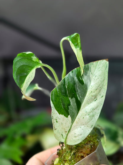 Monstera Laniata Variegata
