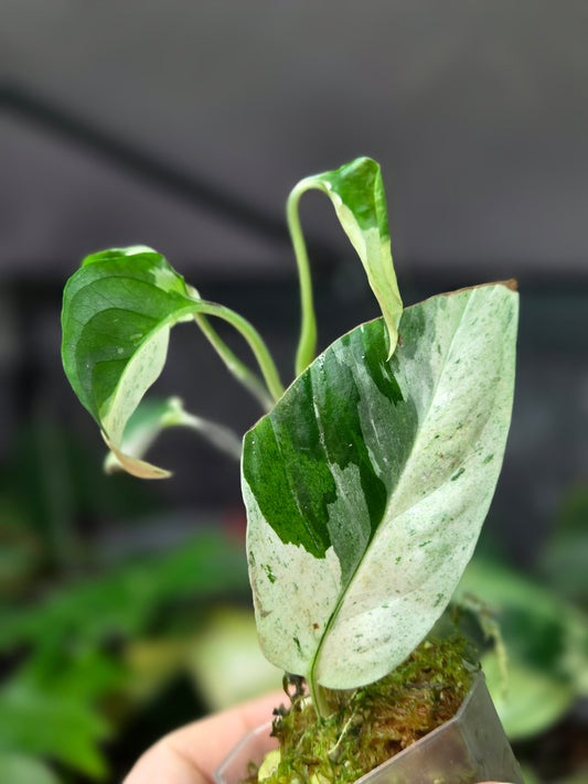 Monstera Laniata Variegata