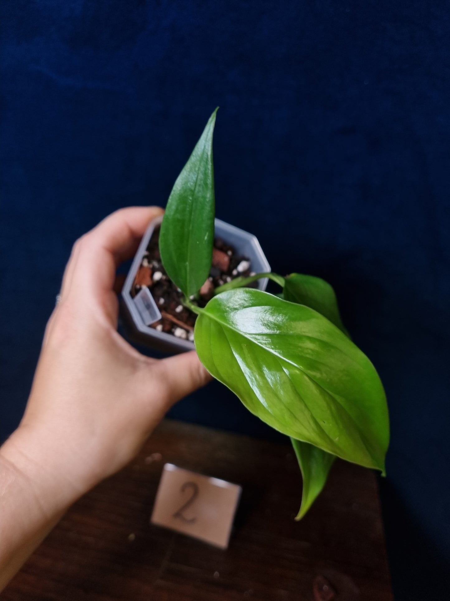 Monstera Obliqua aff.  Filamentous