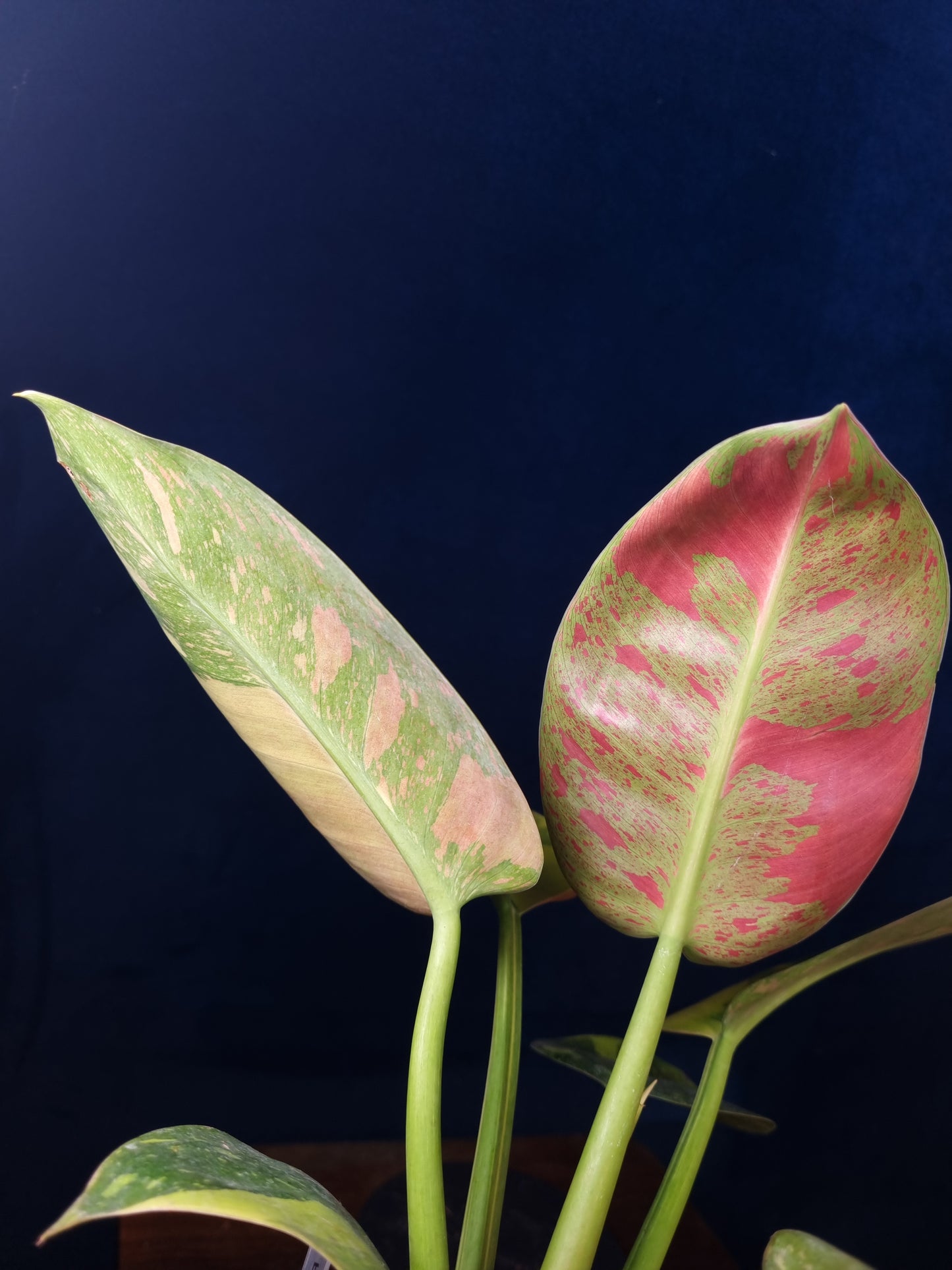 Philodendron Green Congo Marble Variegata