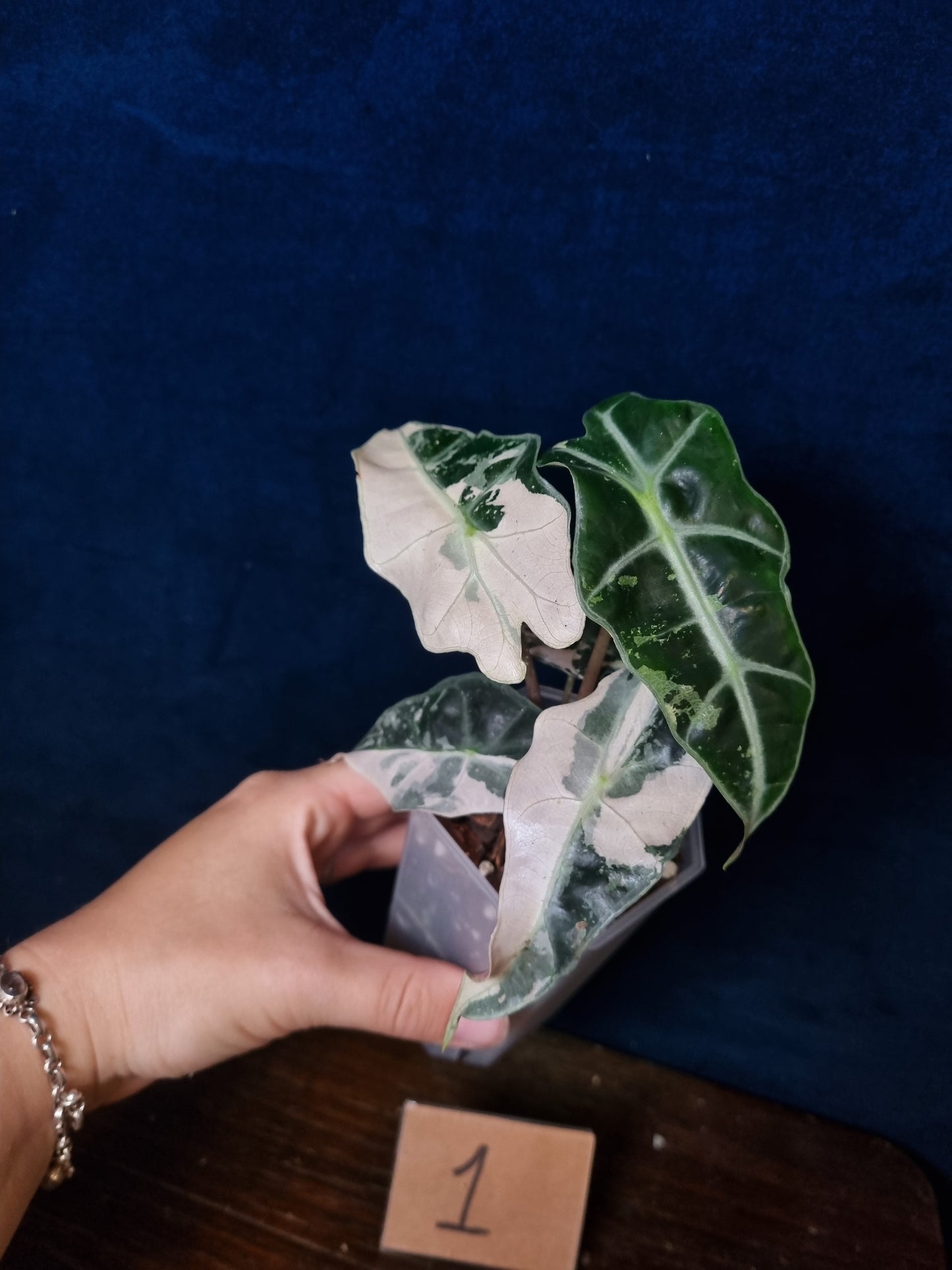 Alocasia Polly Pink