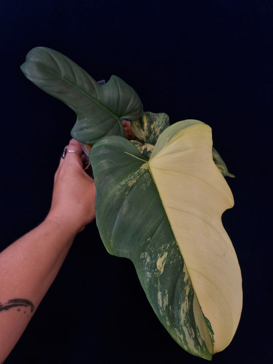 Philodendron Bipennifolium Variegata