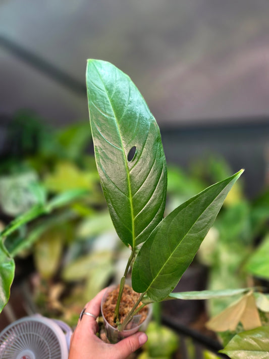Monstera Tiwintza Narrow