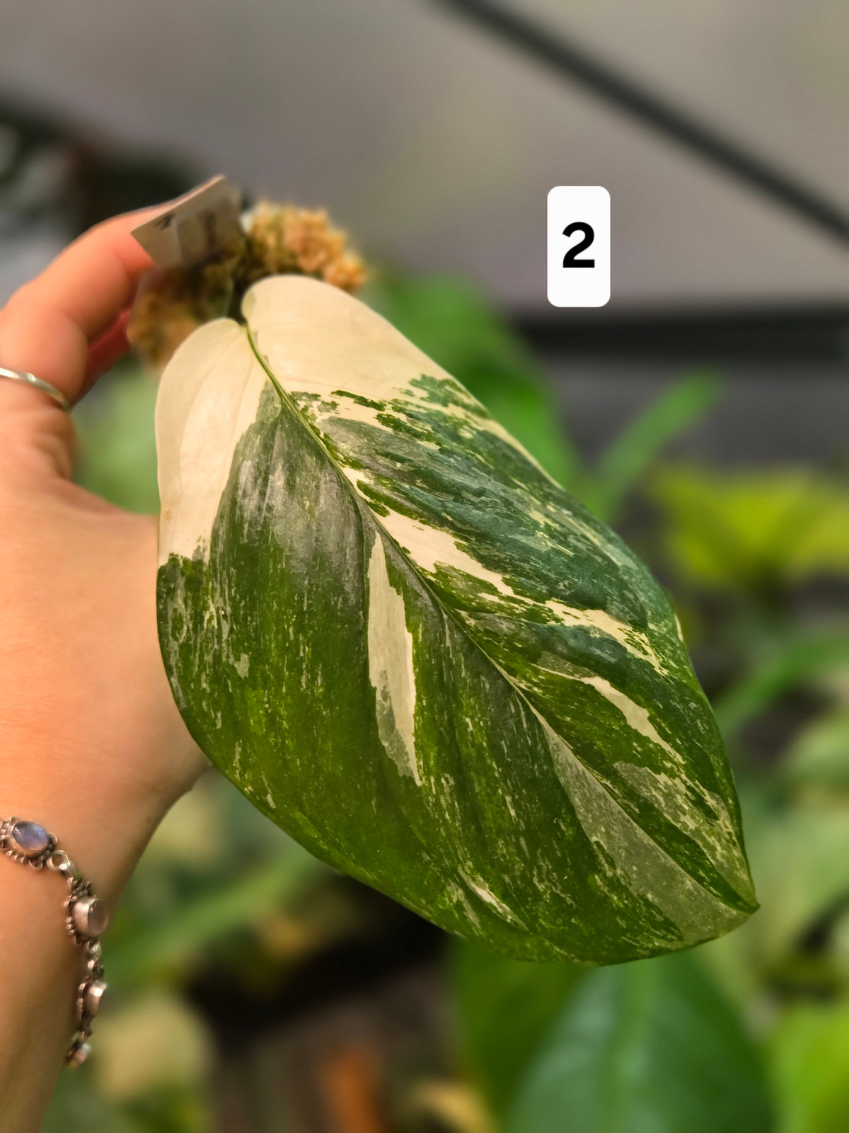 Monstera Lechleriana Variegata