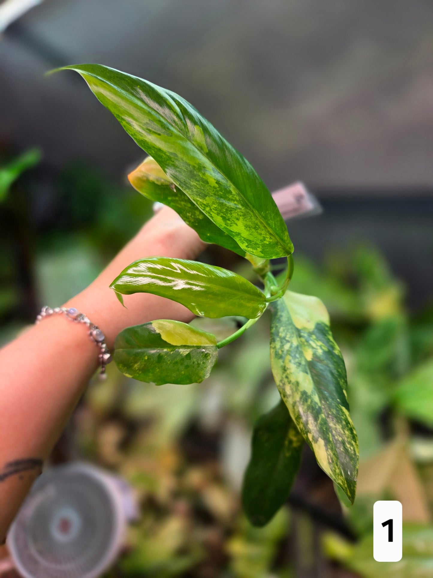 Philodendron Domesticum Variegata