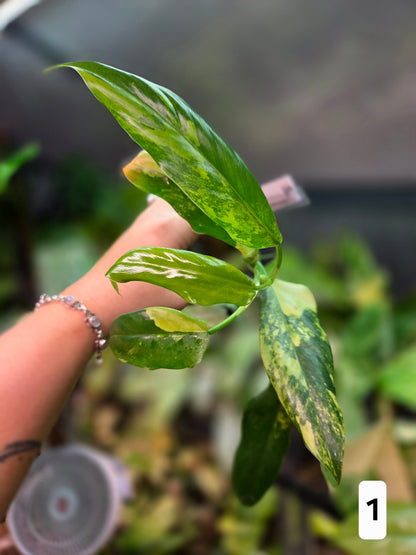 Philodendron Domesticum Variegata