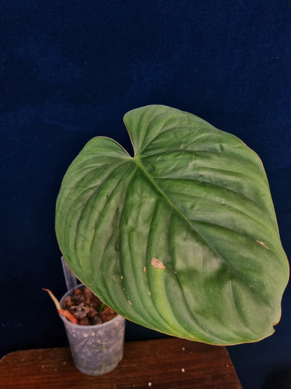 Philodendron SP Colombia