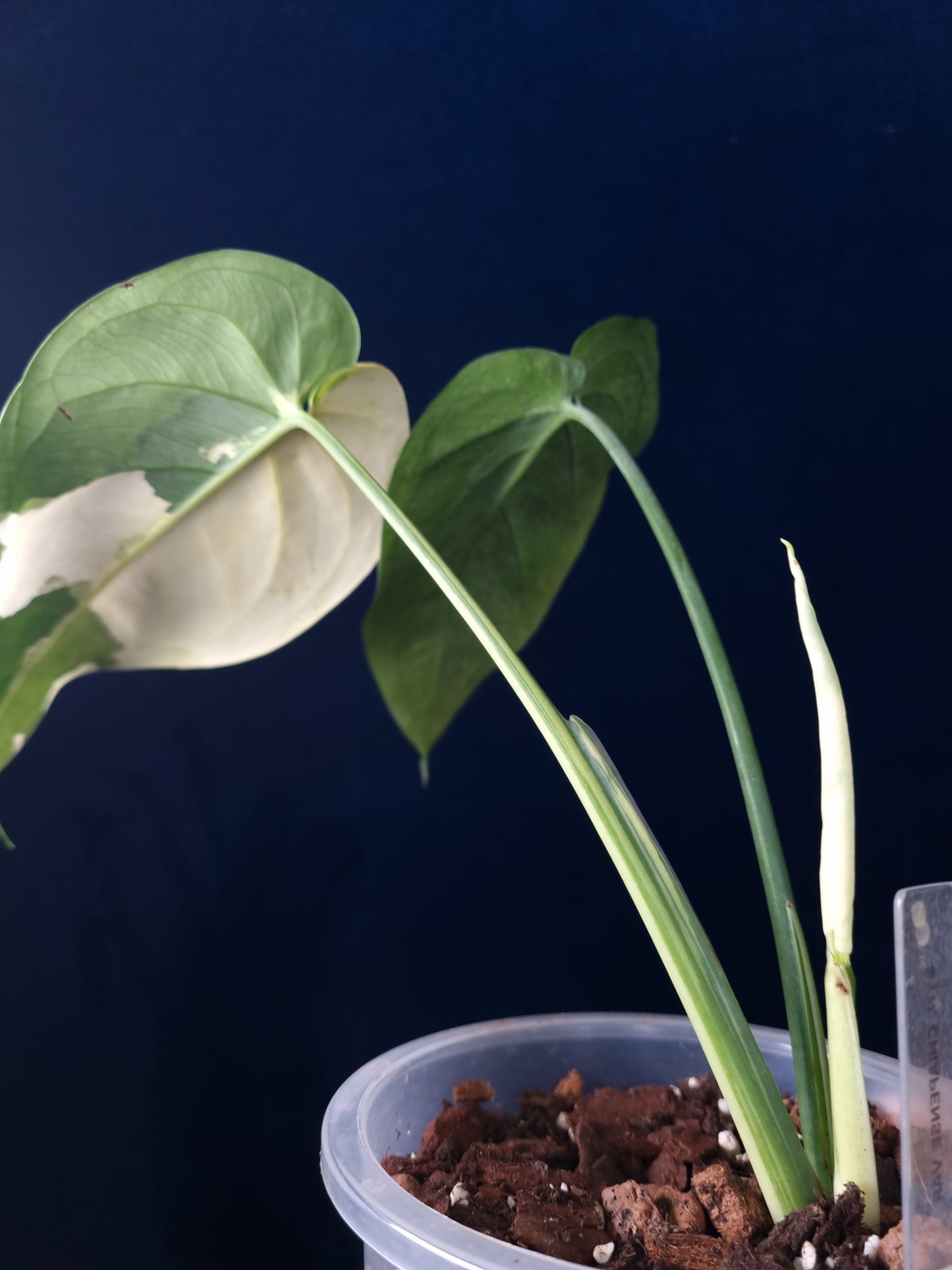 Syngonium Chiapense Variegata