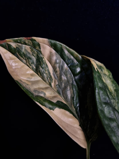 Monstera Karstenianum/Peru Variegata