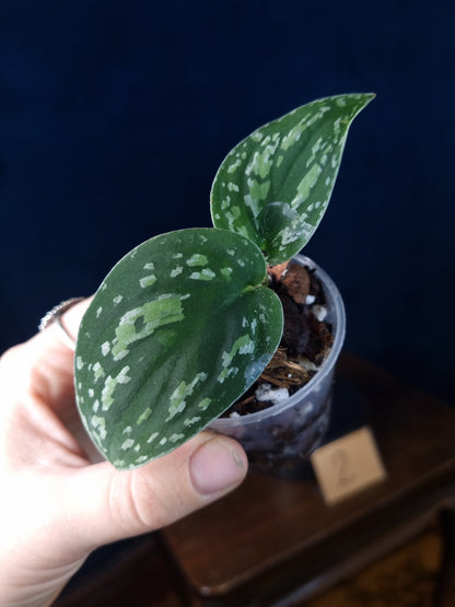 Scindapsus Pictus Tricolor