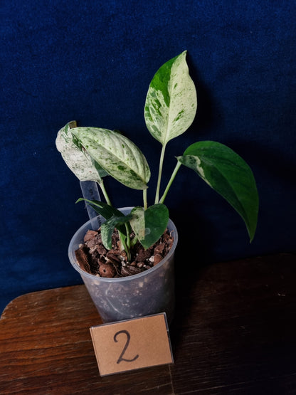 Epipremnum Pinnatum Marble