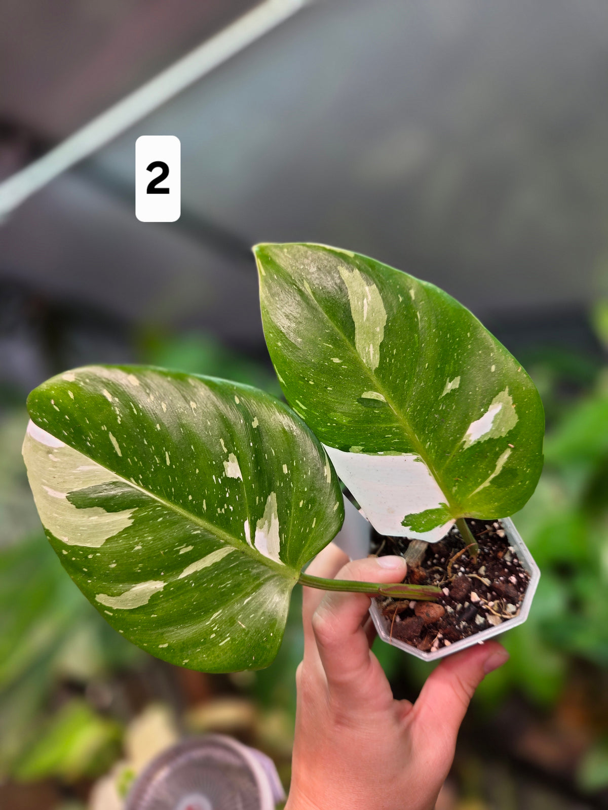 Philodendron White Princess Tricolor Lime