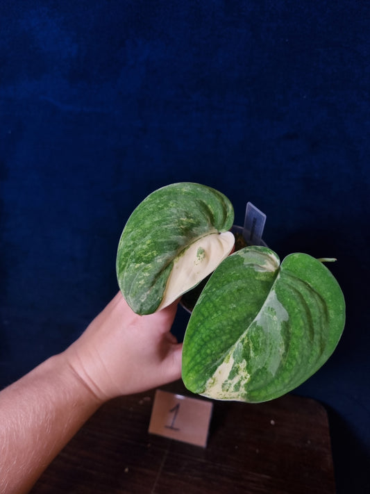 Scindapsus Mangurai Medium