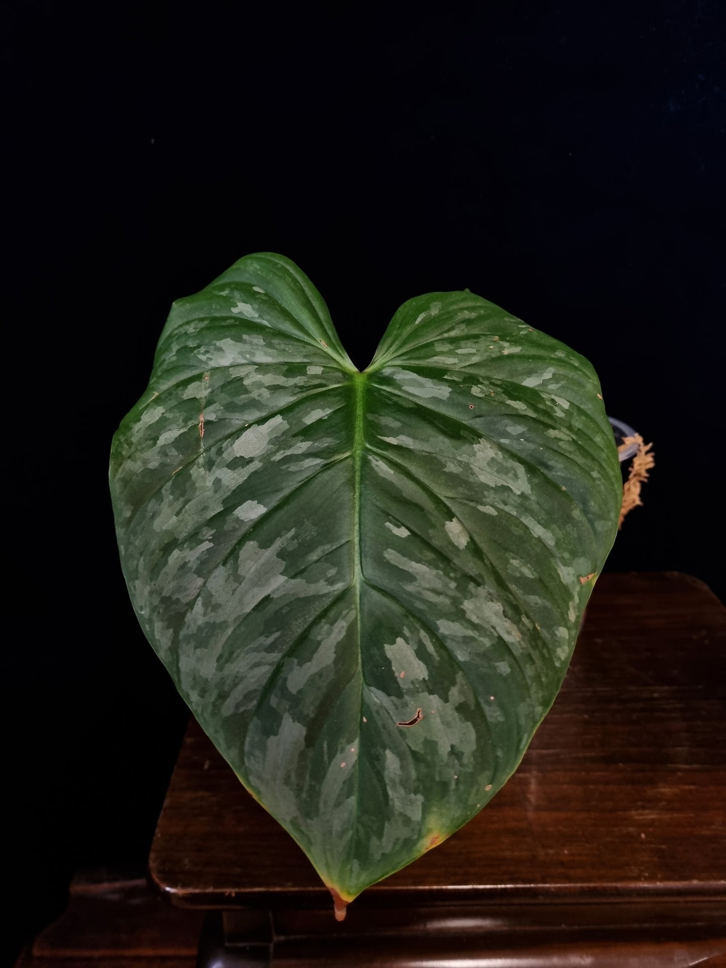 Philodendron Majestic