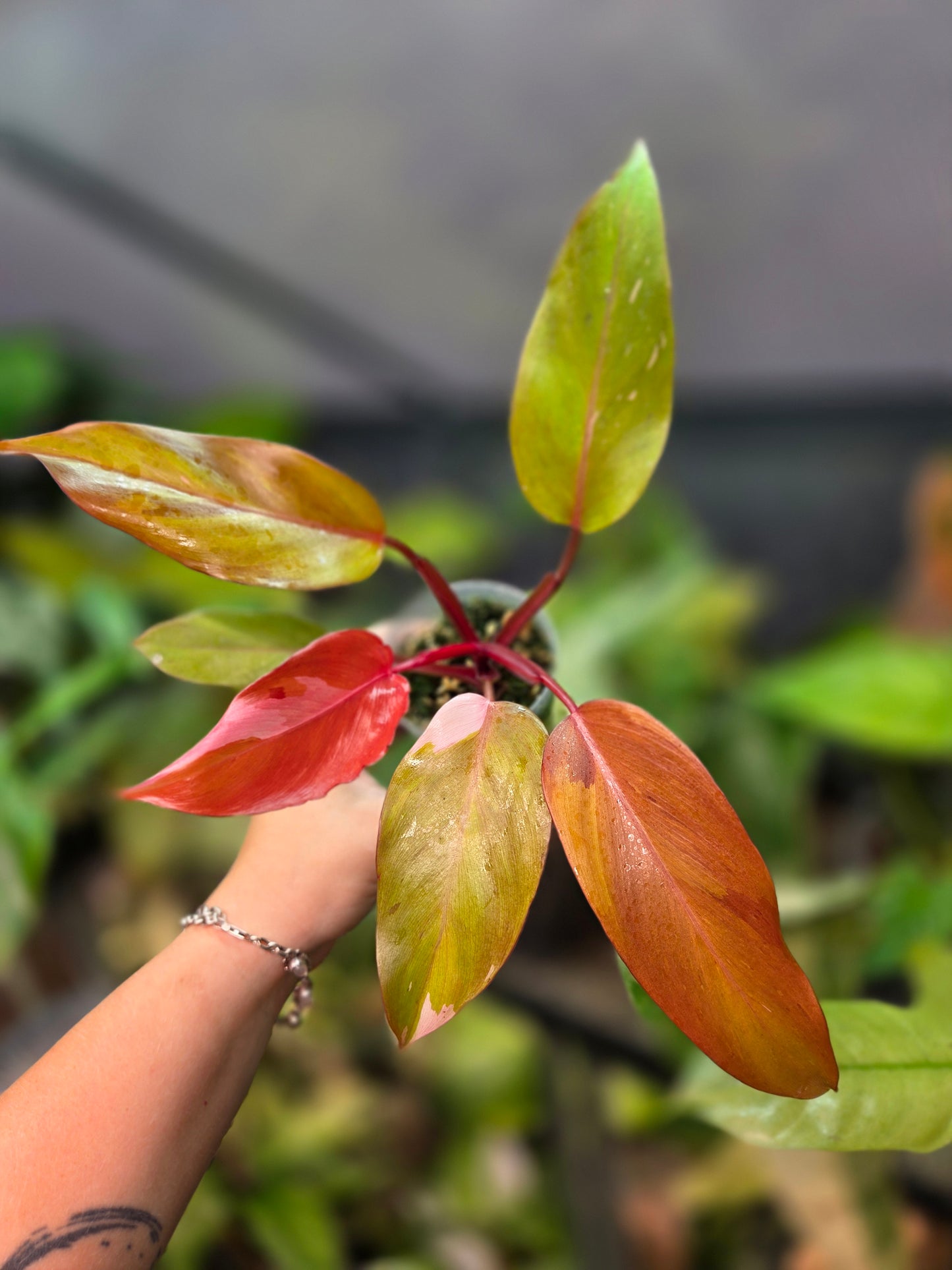 Philodendron Persimmon Princess