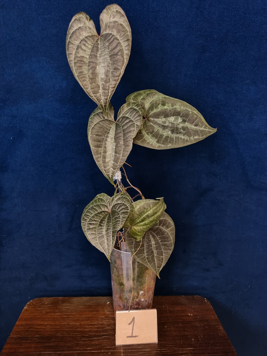 Dioscorea Discolor