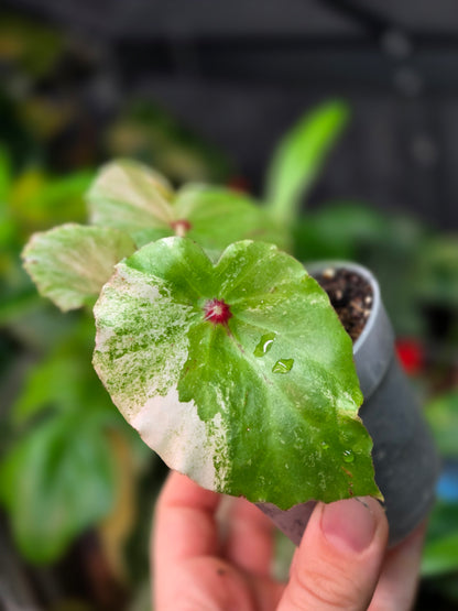 Begonia Rouge Variegata