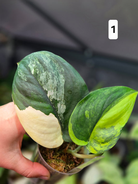 Scindapsus Jade Satin Aurea