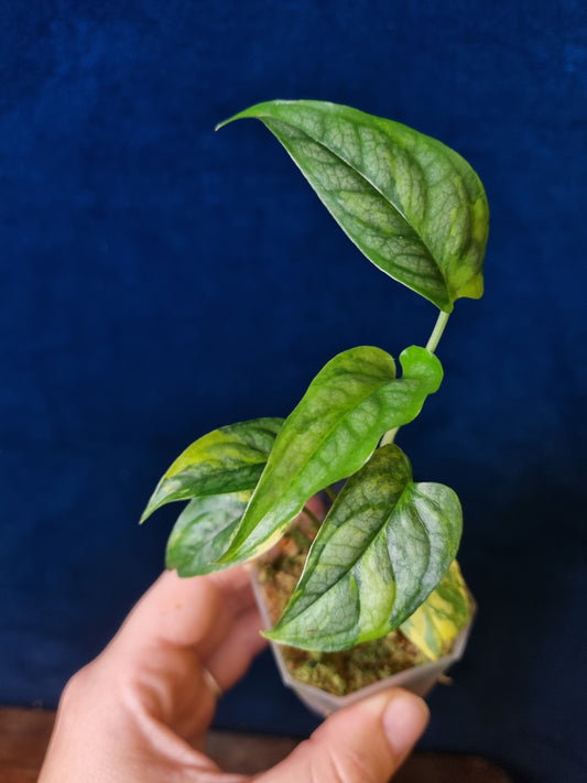 Monstera Siltepecana Aurea