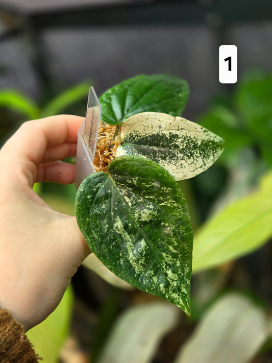 Piper Macropiper Variegata