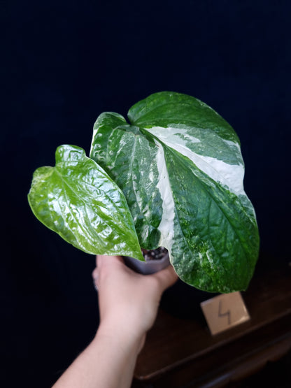 Amydrium Medium Variegata