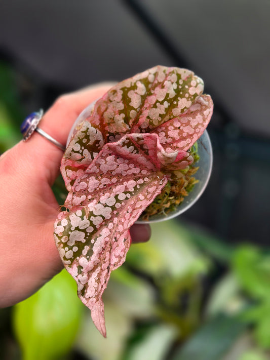 Begonia Snowcap (Pink) Variegata