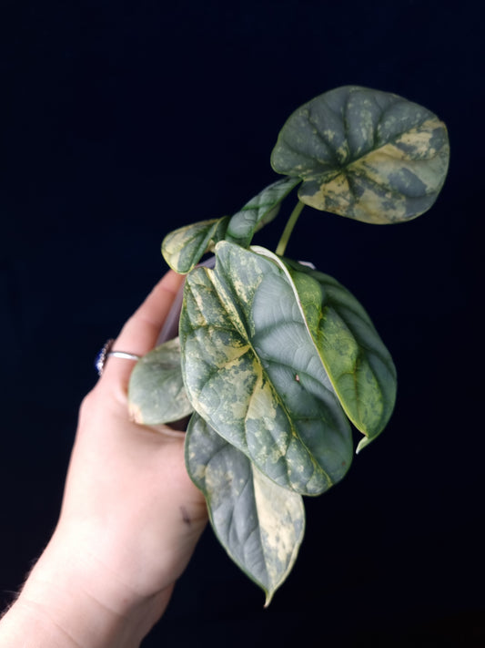 Alocasia Silver Dragon Aurea Variegata