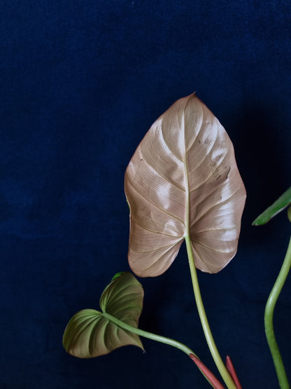 Philodendron Summer Glory