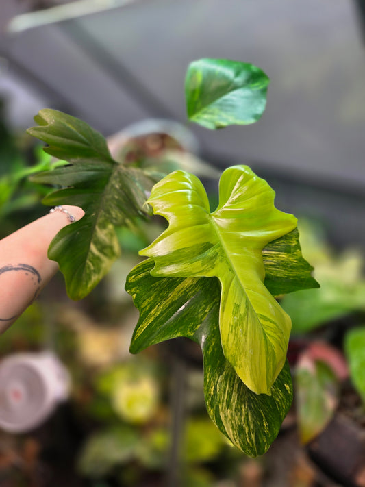 Philodendron Florida Beauty x Mayoi