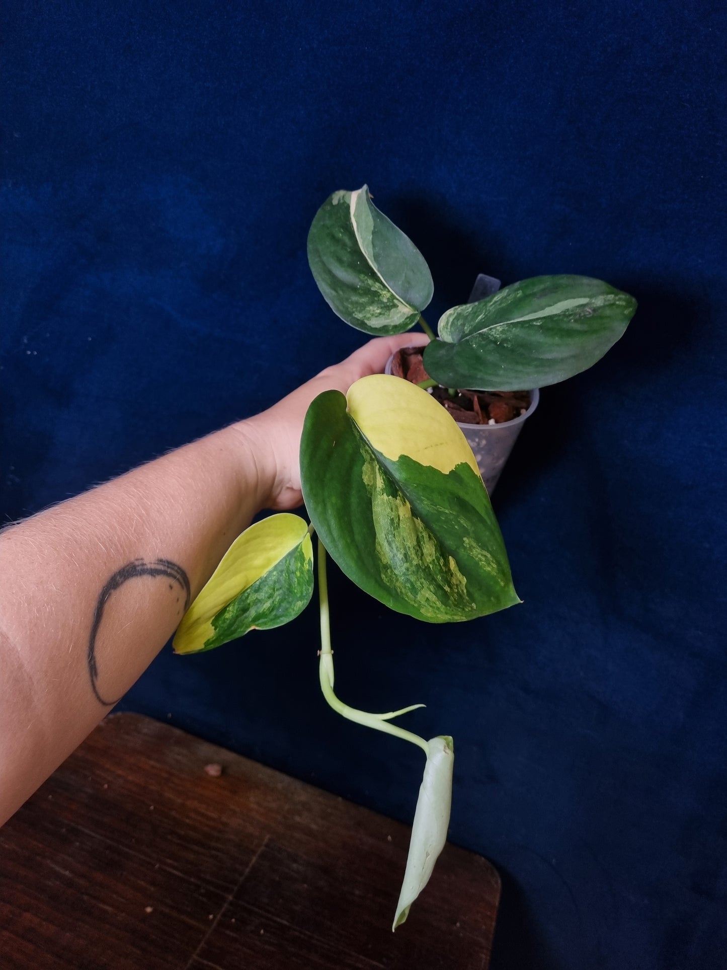 Scindapsus Jade Satin Aurea Big