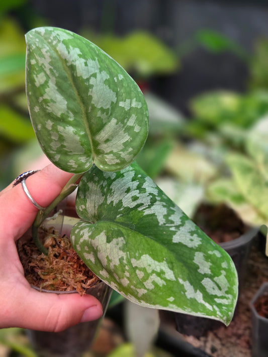 Scindapsus Macaro