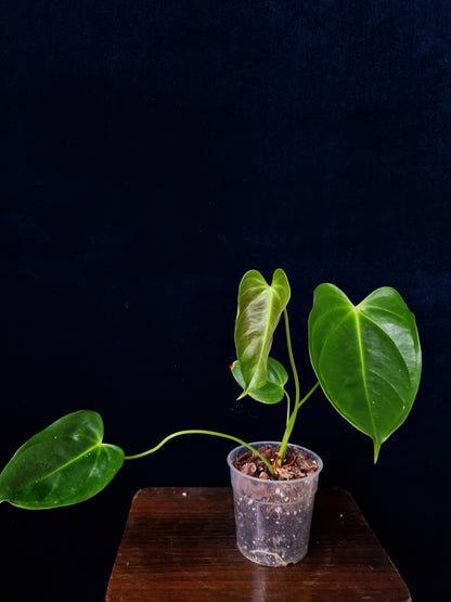 Anthurium Esmeraldense