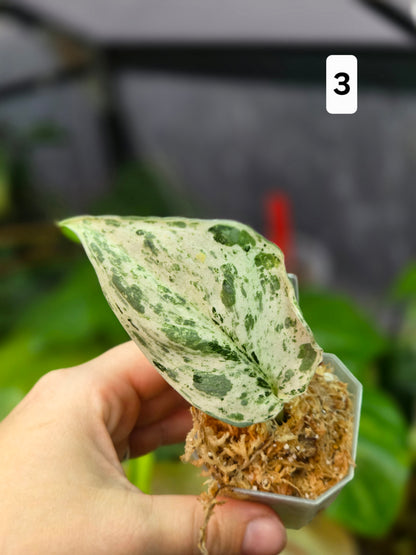 Scindapsus Peasun XS