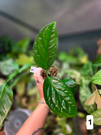 Monstera Pinnatipartita