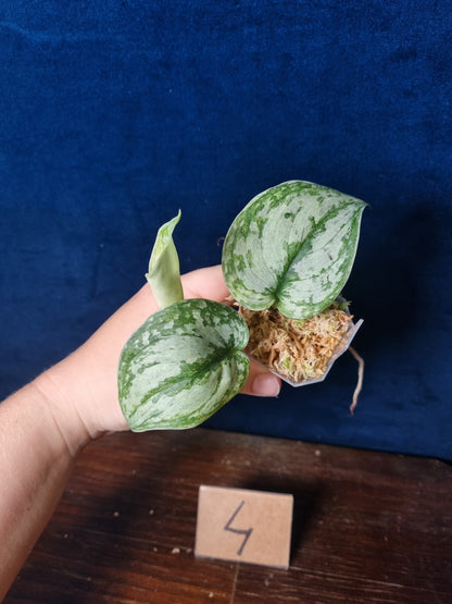 Scindapsus Peasun Small