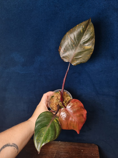 Philodendron Orange Princess
