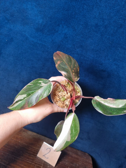 Philodendron Red Anderson