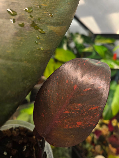 Philodendron Orange Princess