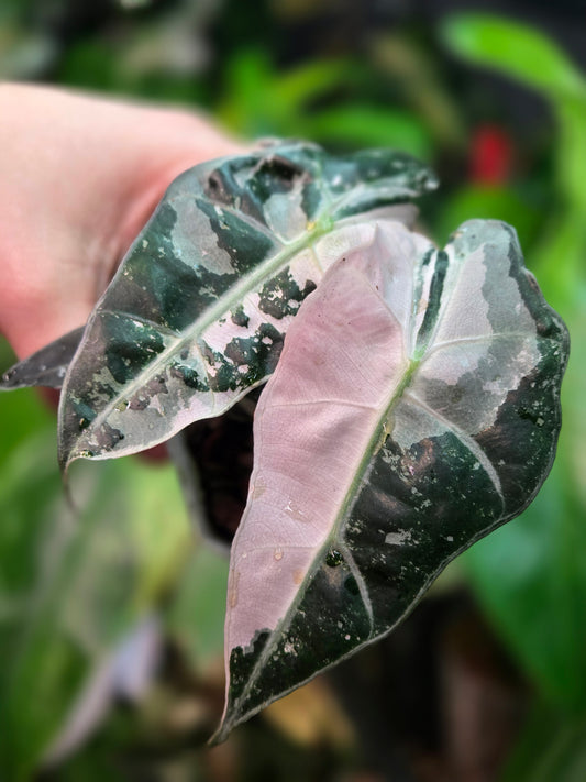 Alocasia Polly Pink