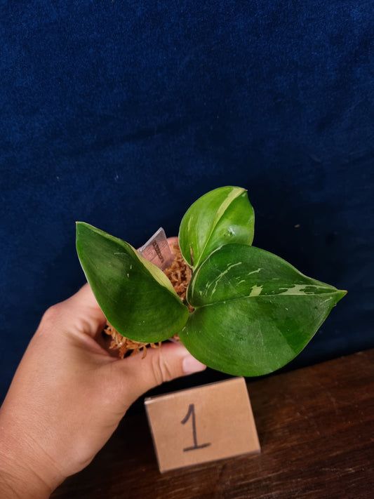 Scindapsus Treubii Moonlight Variegata