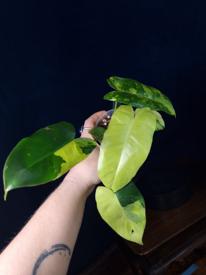 Philodendron Burle Marx Variegata Medium